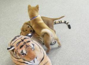 chien-avec-tigre_g.jpg