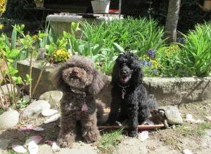 deux-chiens-jardin_g.jpg